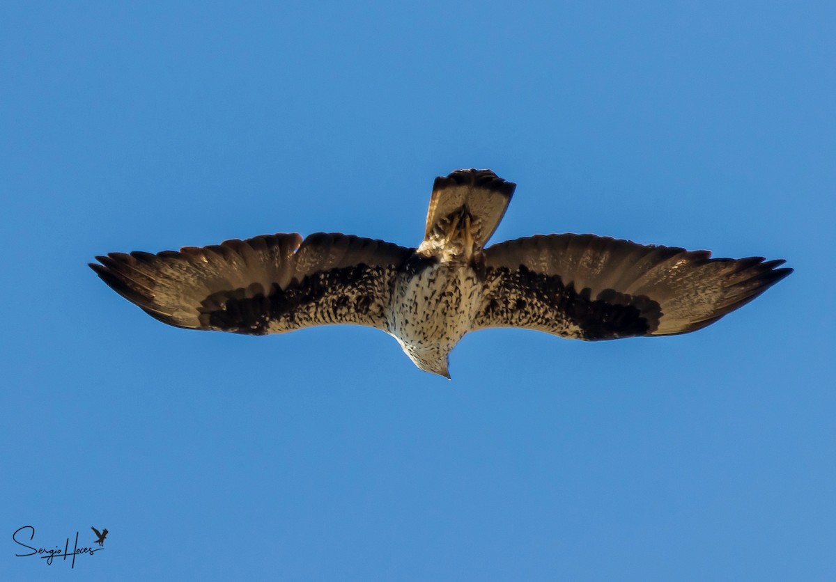 Bonelli's Eagle - ML431973991