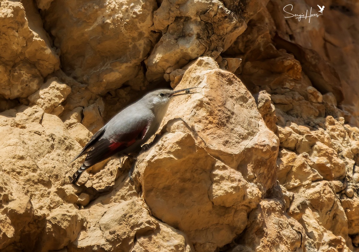 Wallcreeper - ML431974511