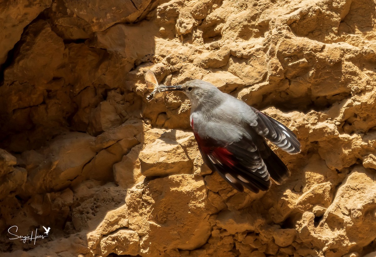 Wallcreeper - ML431974591