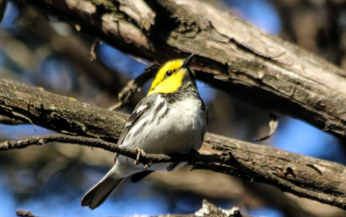 Golden-cheeked Warbler - ML431977791