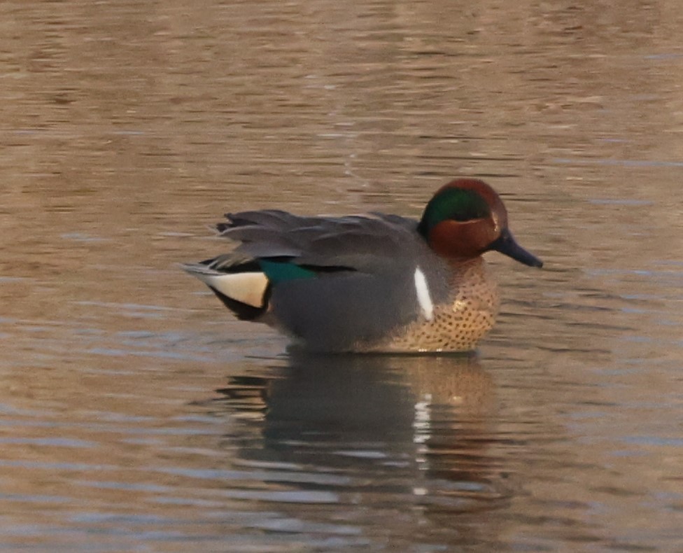 Green-winged Teal - ML431978571