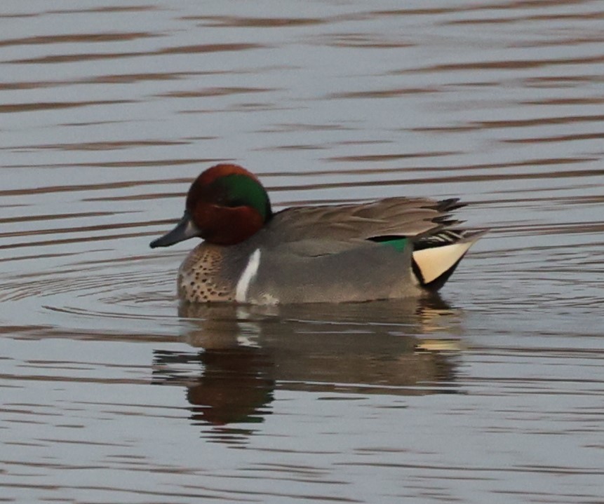 Green-winged Teal - ML431978581