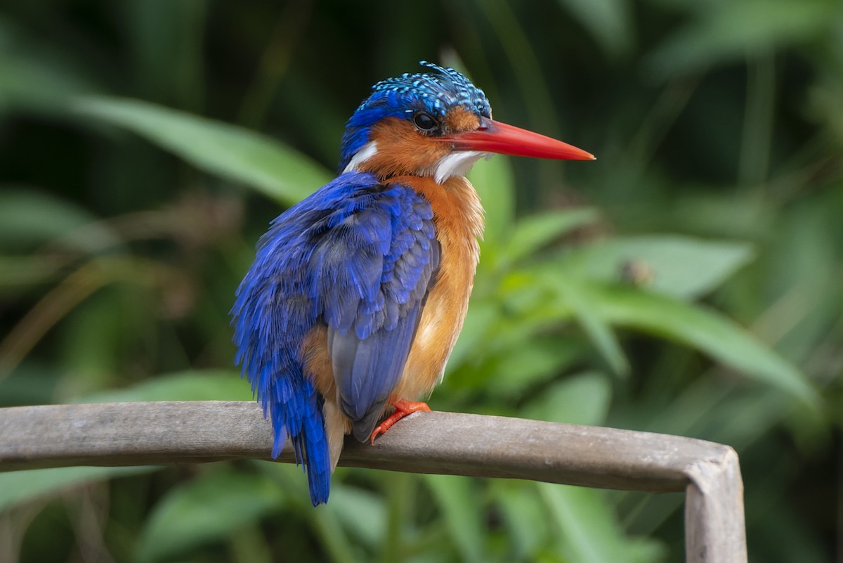 Malachite Kingfisher - Jeff Maw