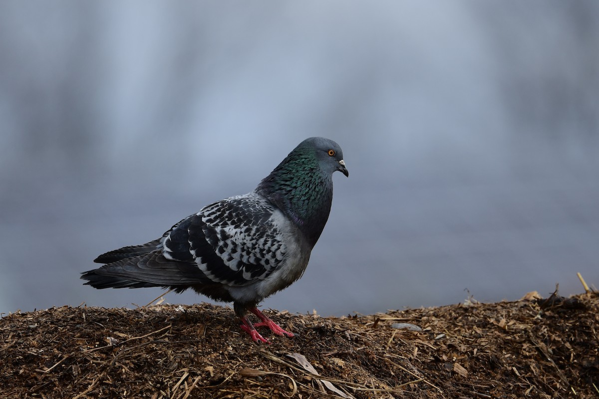 Rock Pigeon (Feral Pigeon) - ML431981361