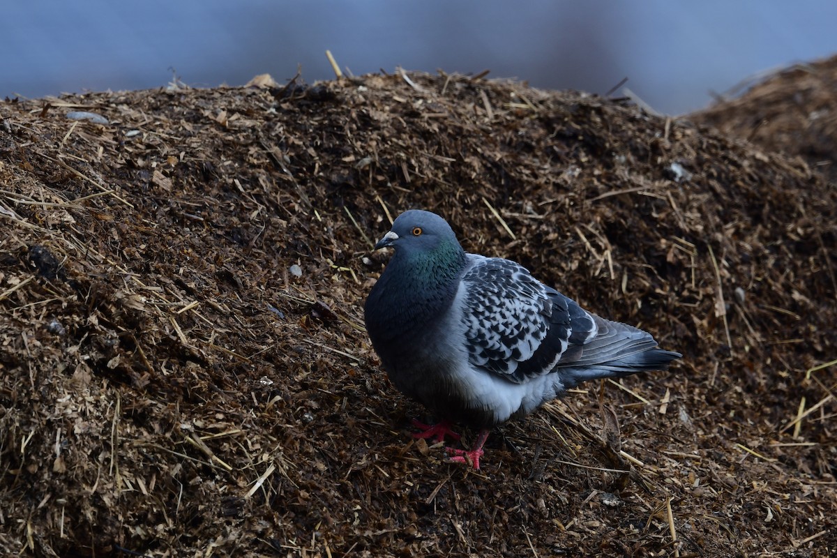 Rock Pigeon (Feral Pigeon) - ML431981511