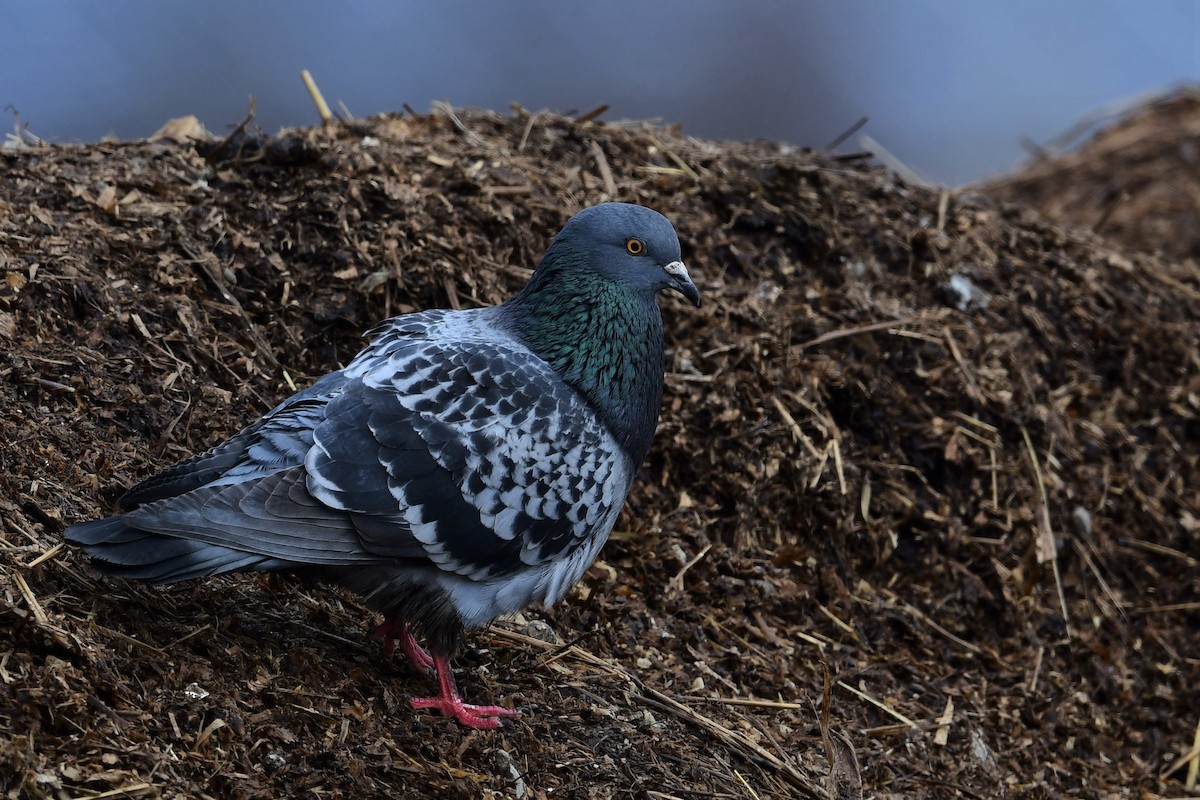 Rock Pigeon (Feral Pigeon) - ML431981601
