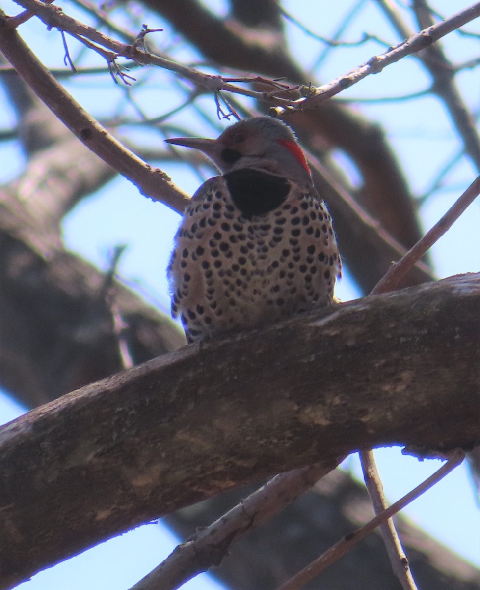 Northern Flicker - ML431981791