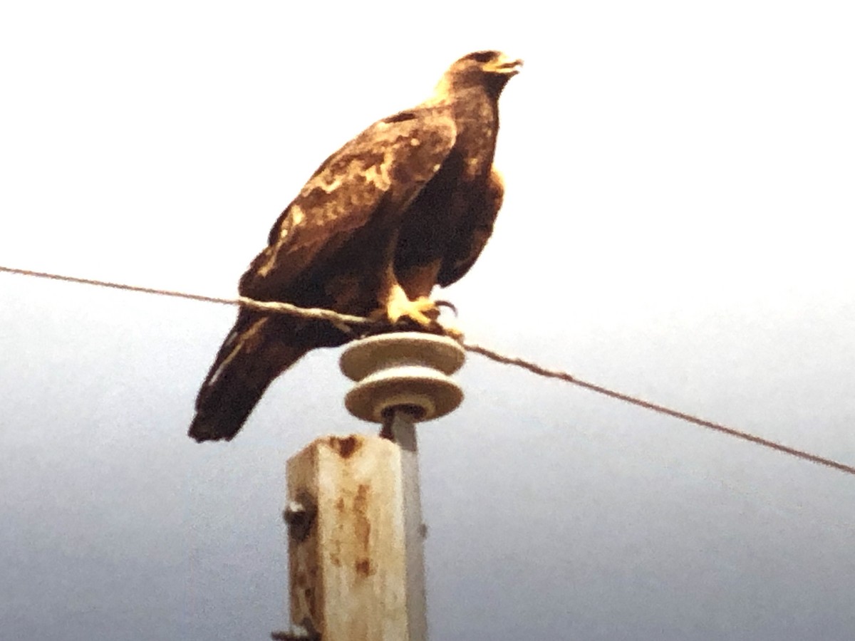 Águila Real - ML431981851