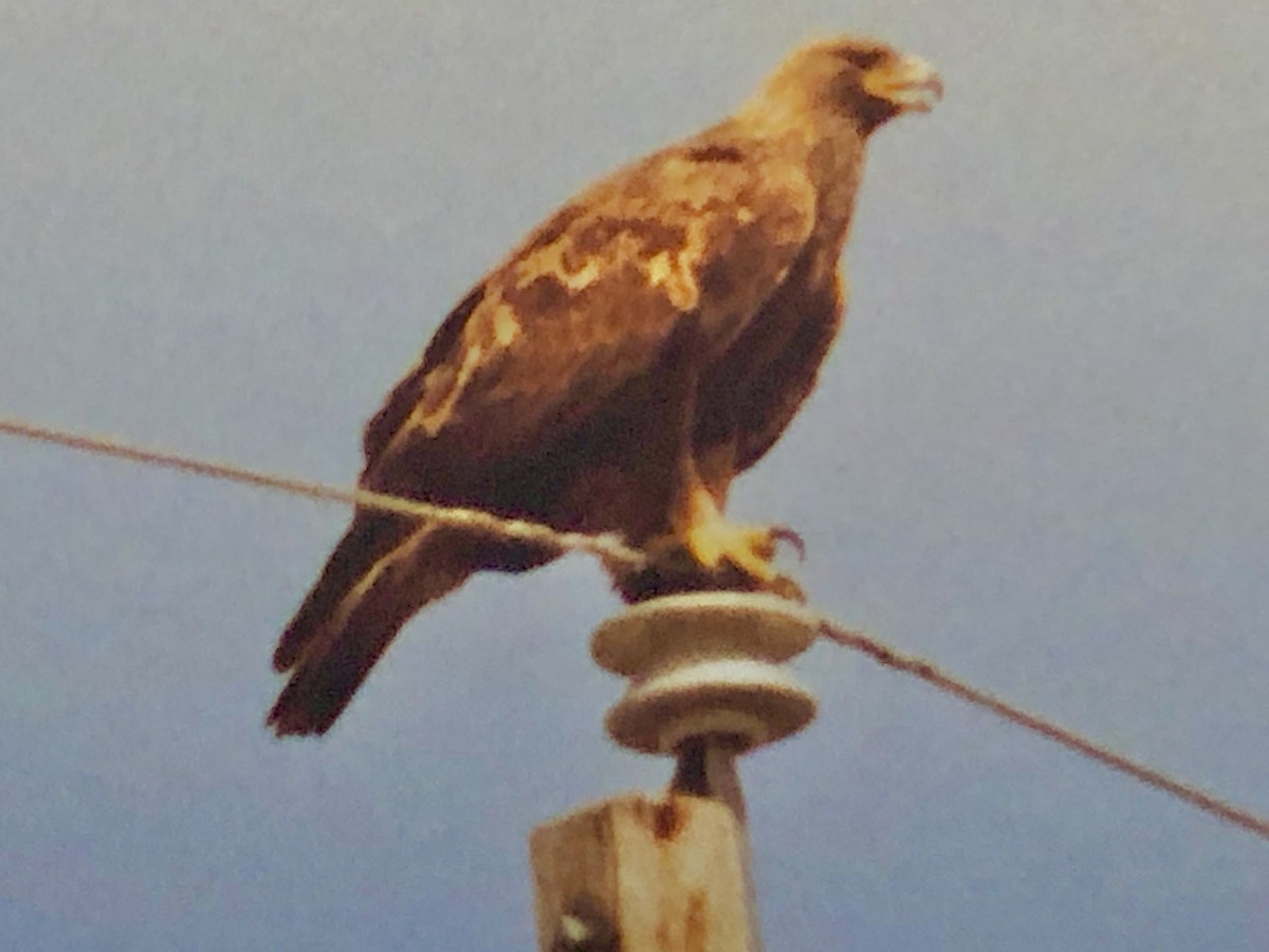 Águila Real - ML431981861