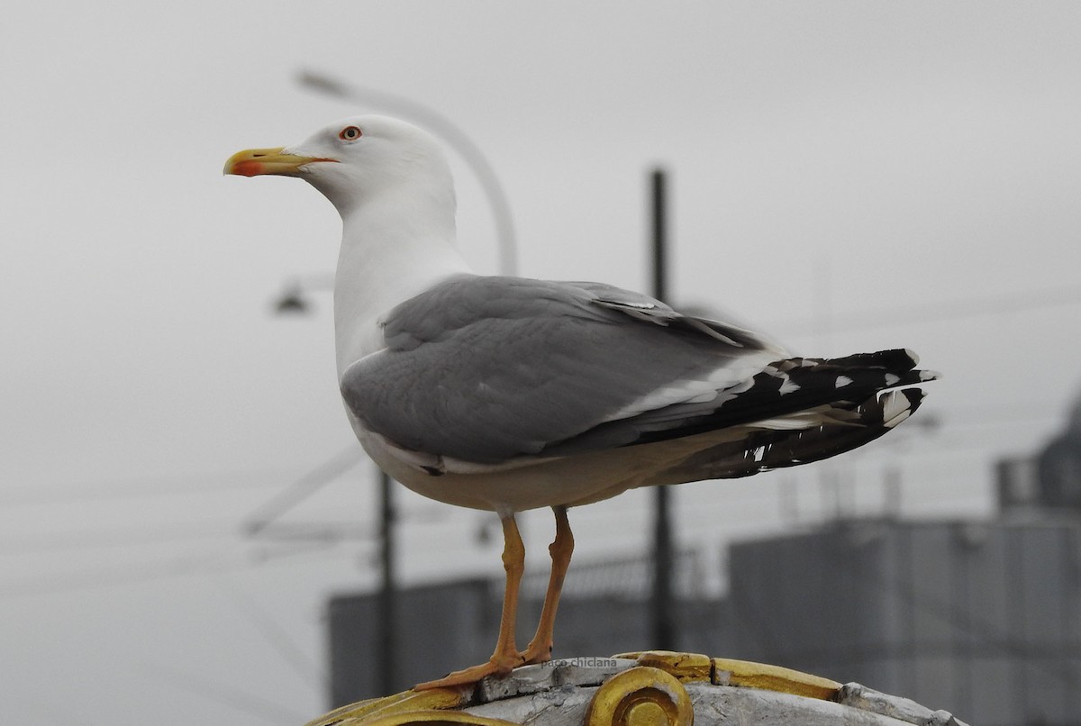 Yellow-legged Gull - ML431982421