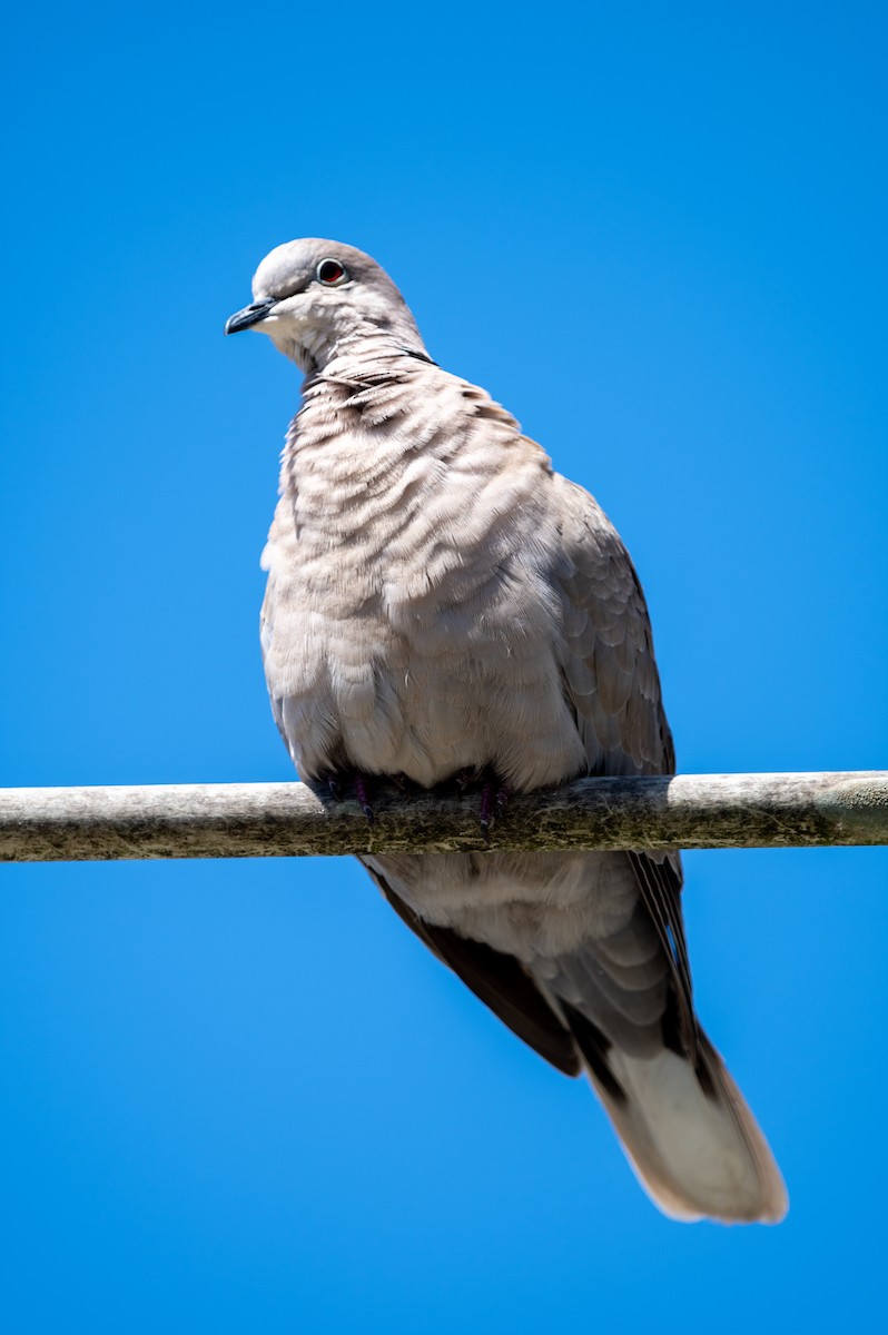 Eurasian Collared-Dove - Jared Evans