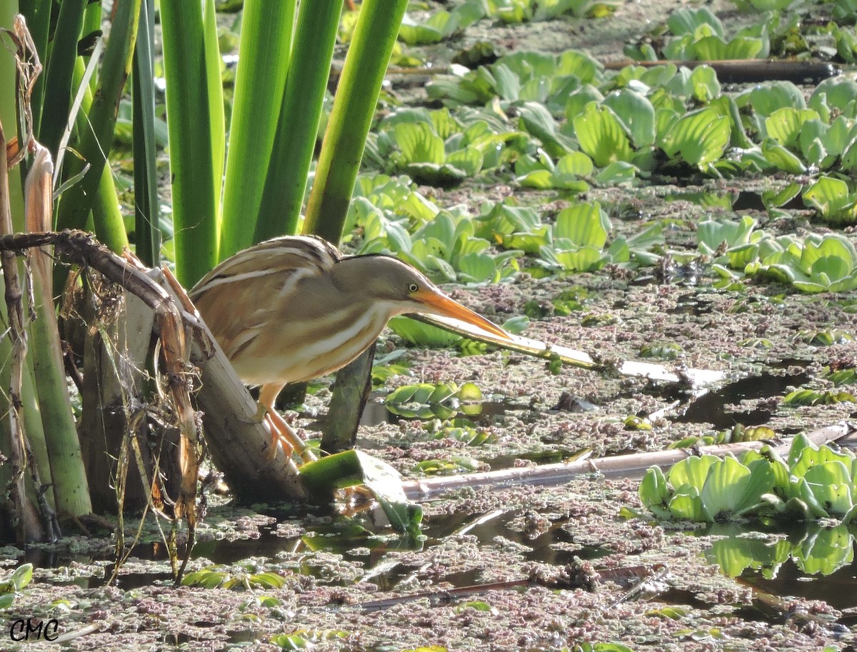 Stripe-backed Bittern - Carlos Cabrera