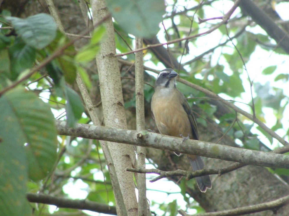 Green-winged Saltator - Carlos Cabrera