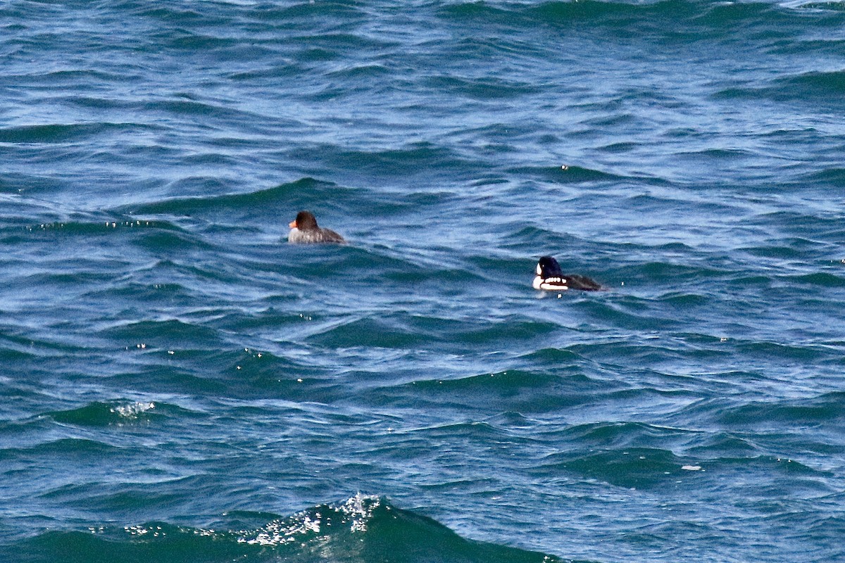 Barrow's Goldeneye - ML431987951