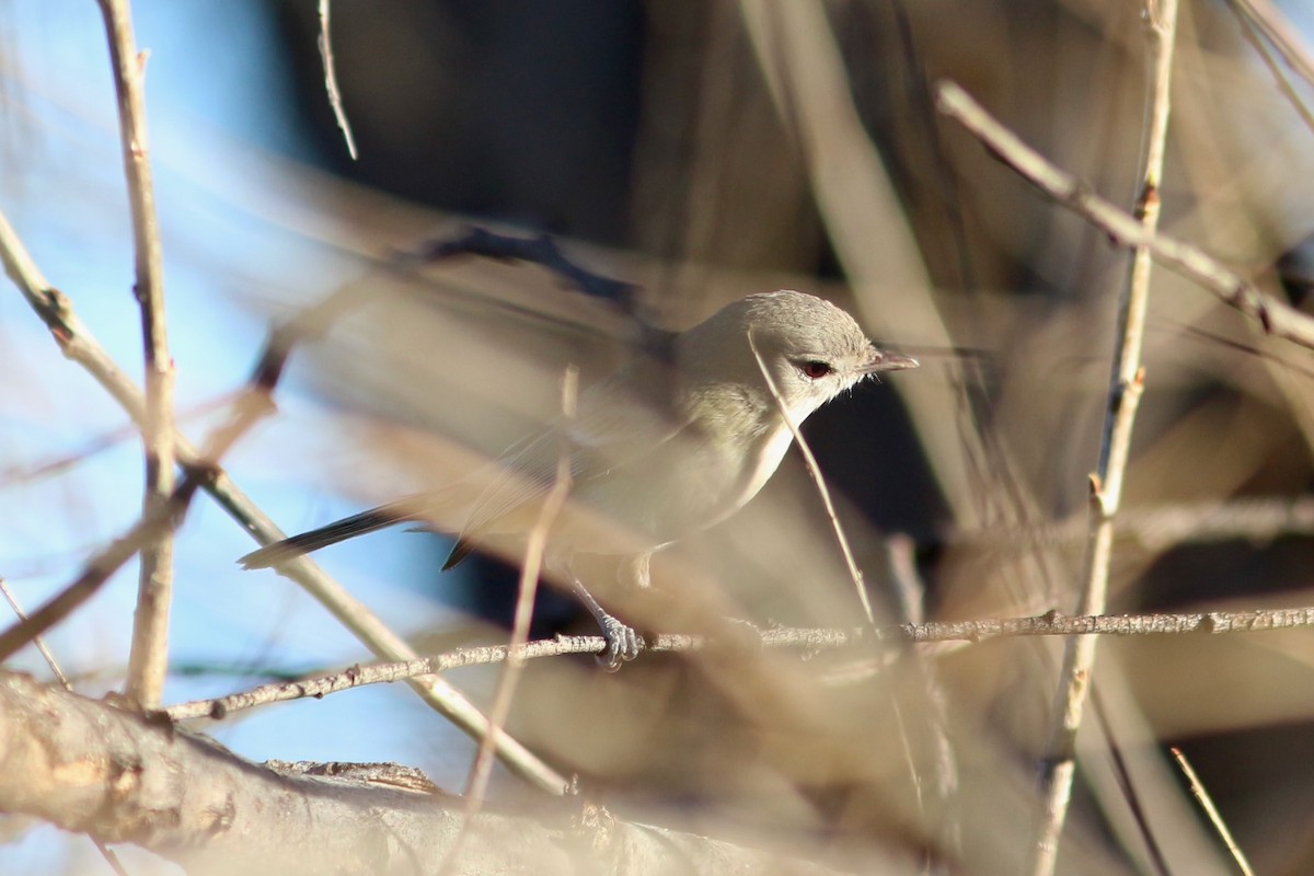 Bell's Vireo - ML431992541