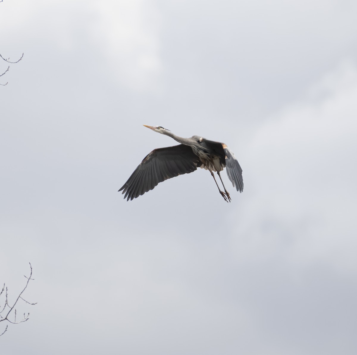 Great Blue Heron - ML431992951