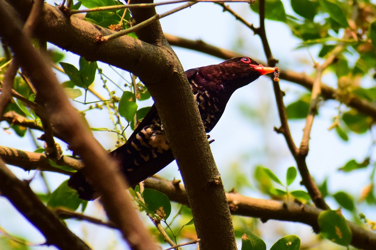 Violet Cuckoo - ML431993281