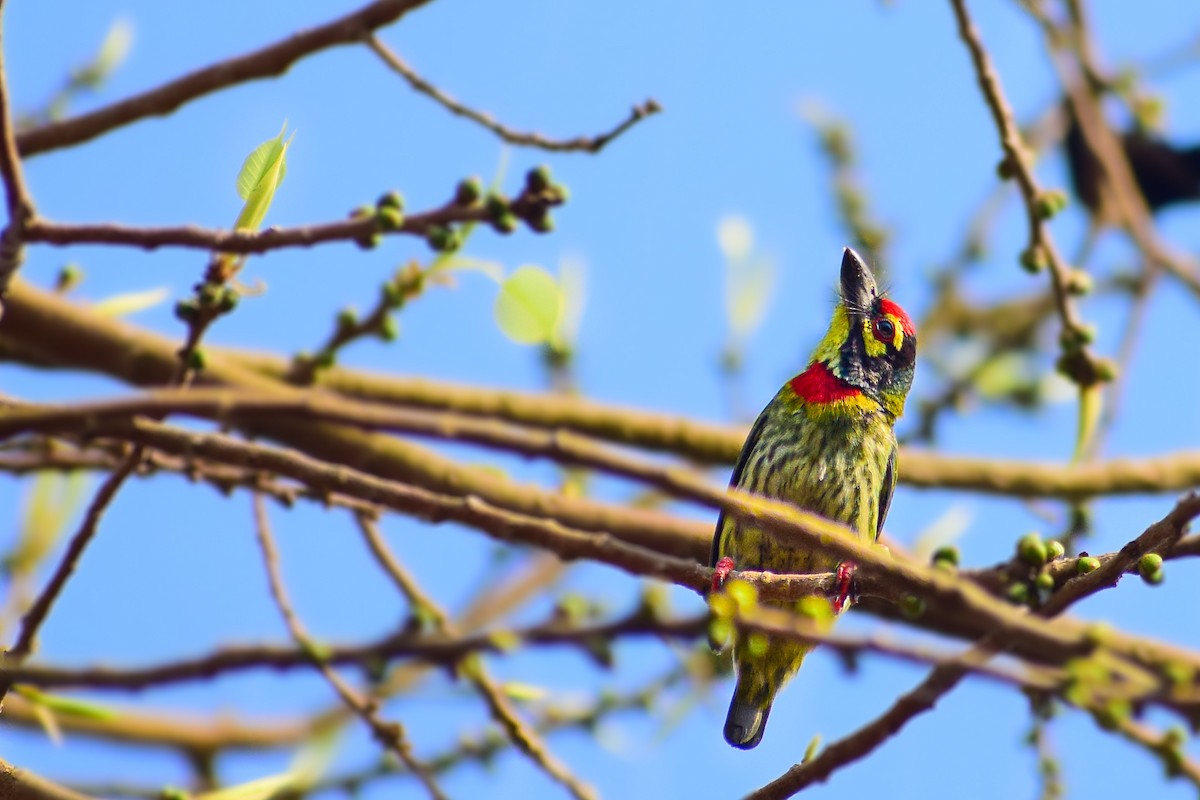 Coppersmith Barbet - ML431993391