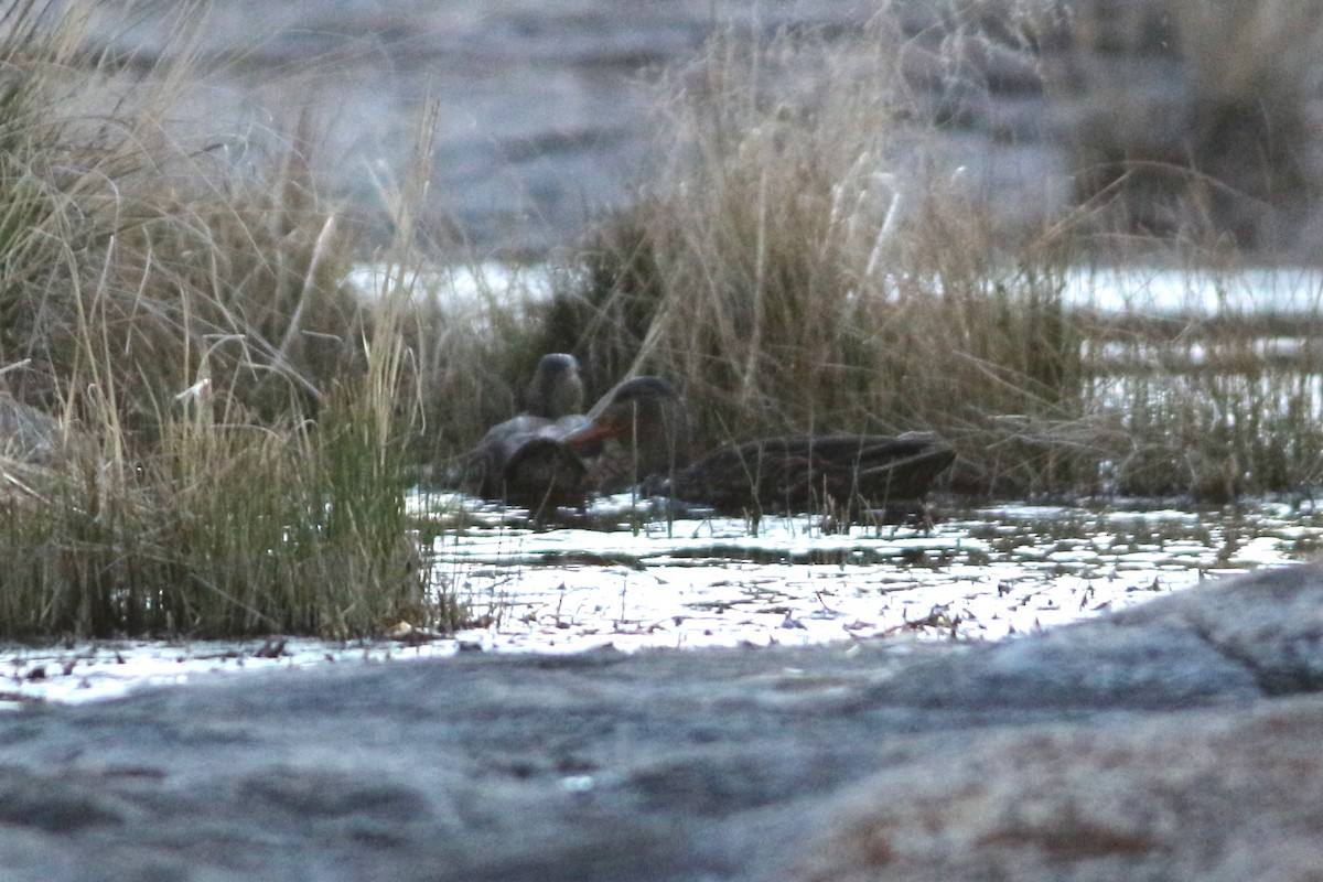 Mexican Duck - ML431993811