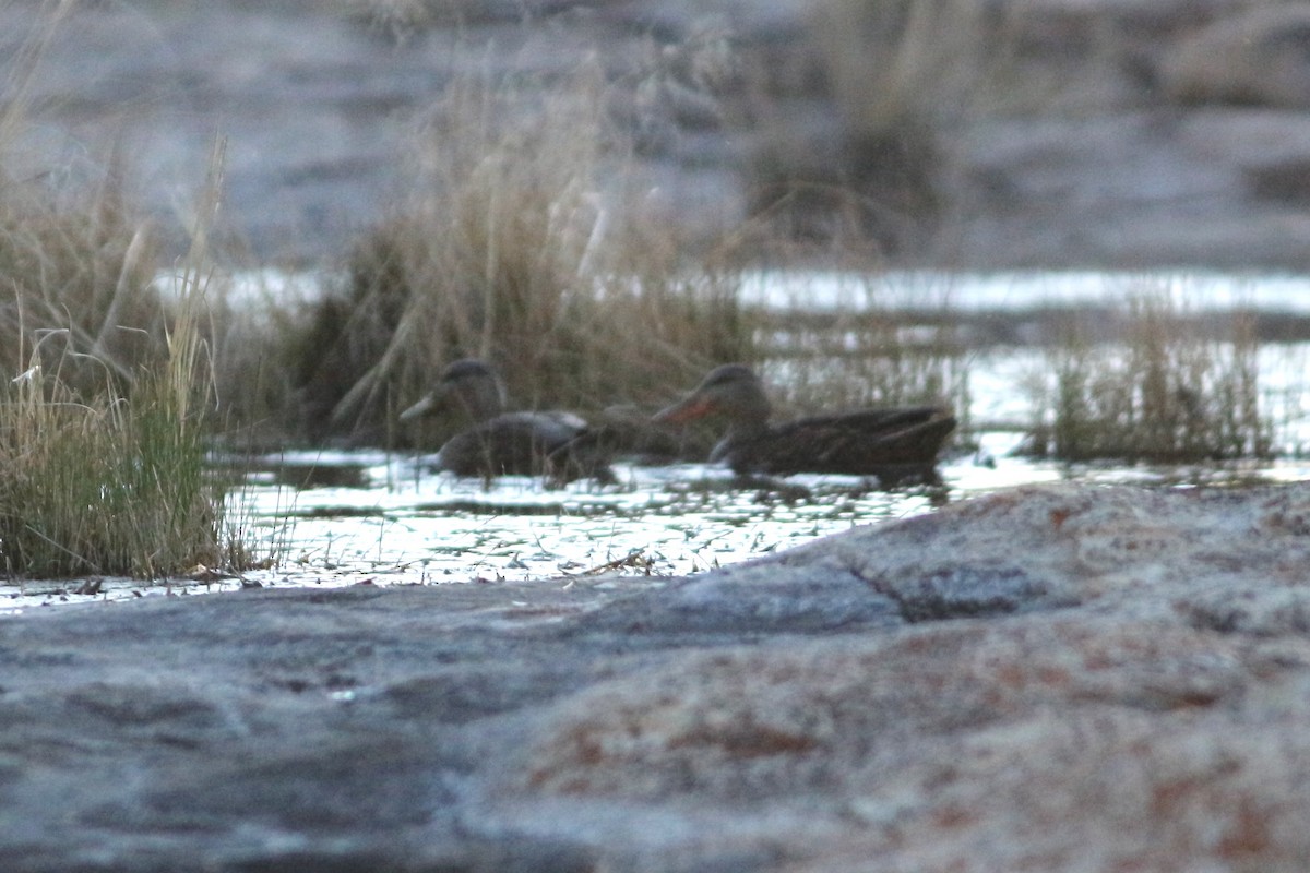 Mexican Duck - ML431993821