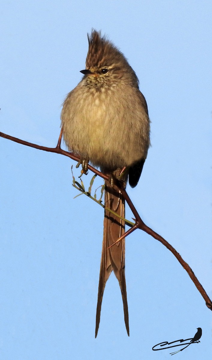 Tufted Tit-Spinetail - ML431994221