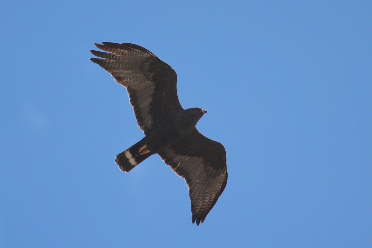 Zone-tailed Hawk - Oscar Johnson