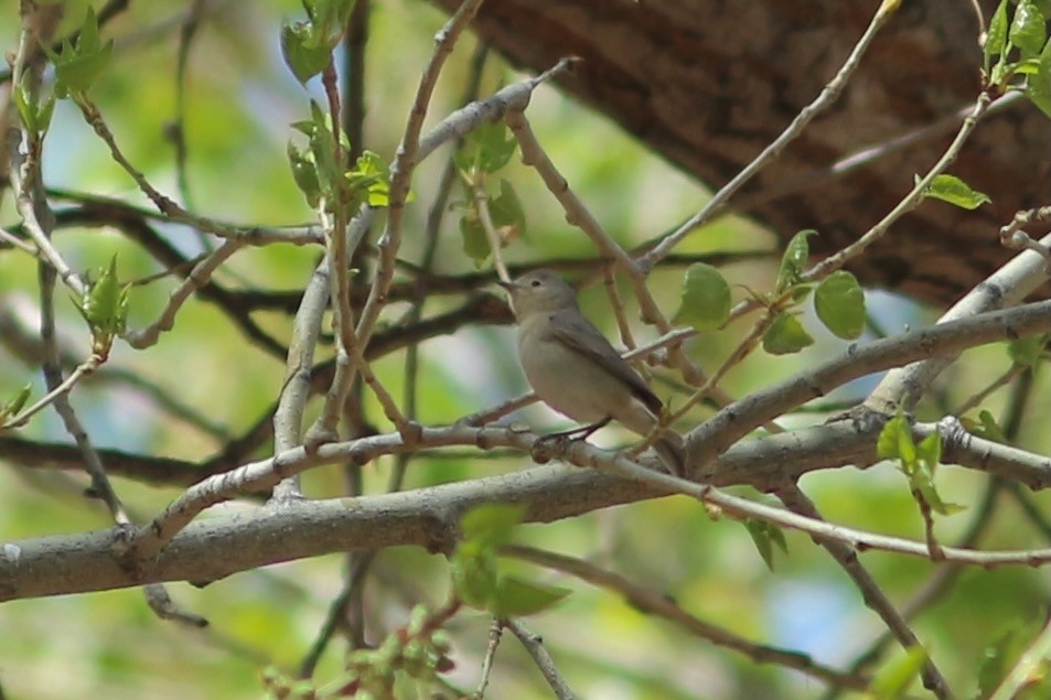Lucy's Warbler - ML431994611