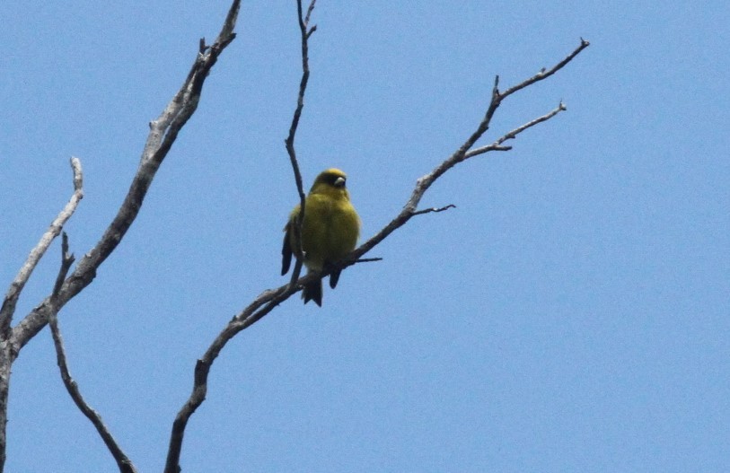 Akepa de Kauai - ML431997061