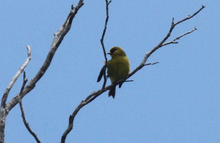 Kauai-Akepakleidervogel - ML431997071