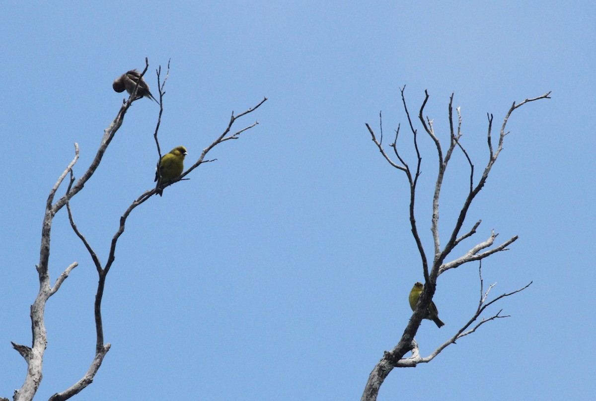 Akepa de Kauai - ML431997121