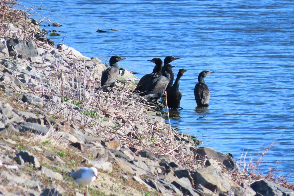 Cormoran à aigrettes - ML431999491