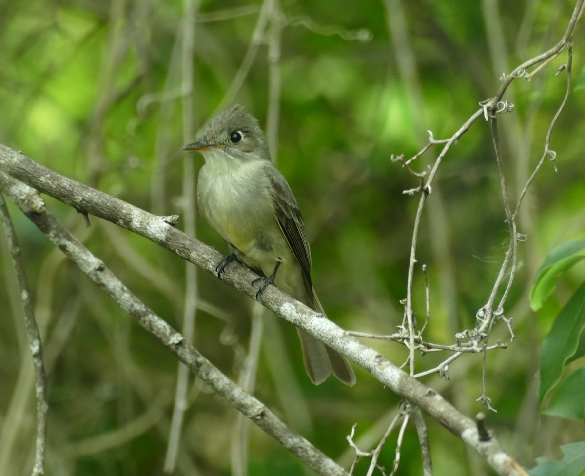 Cuban Pewee - ML431999671