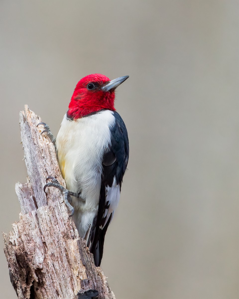Red-headed Woodpecker - Brian Smith