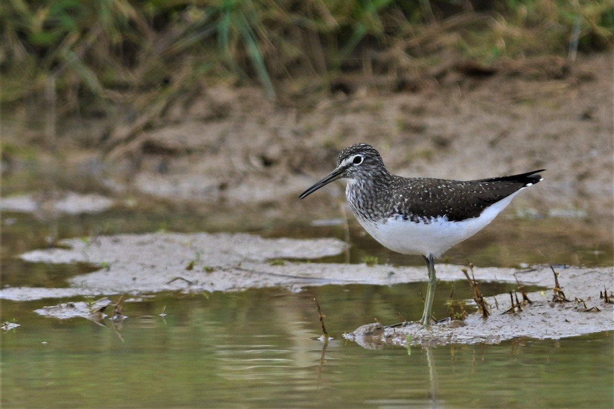 Green Sandpiper - Haldun Savaş