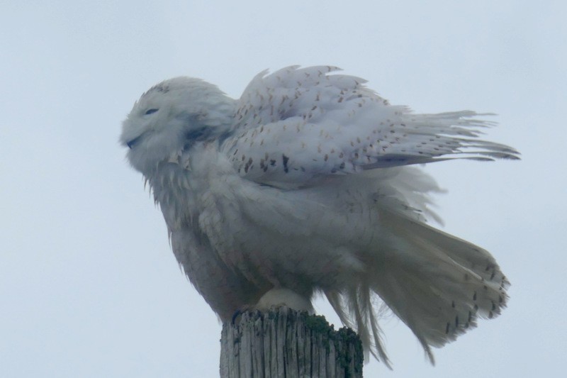 Snowy Owl - ML432000761