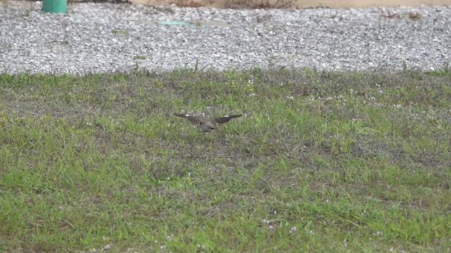 Northern Mockingbird - ML432001631