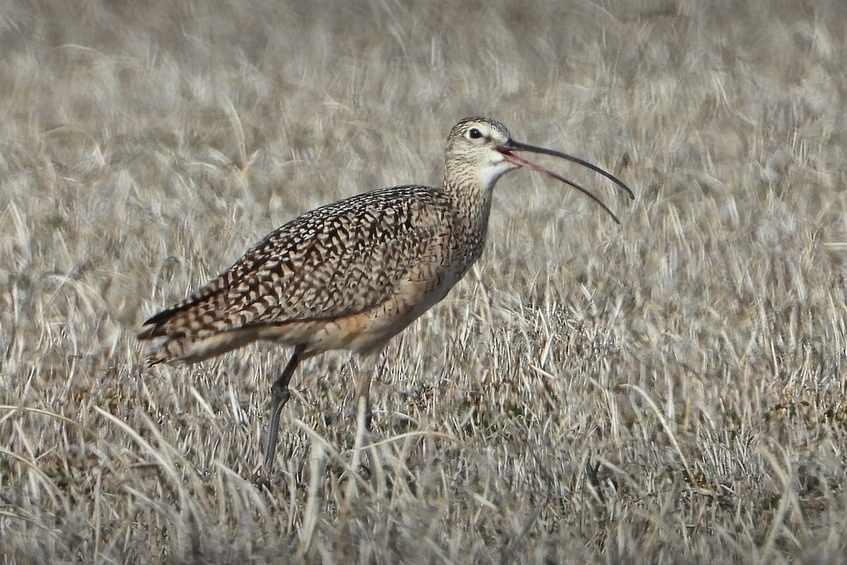 Rostbrachvogel - ML432001791