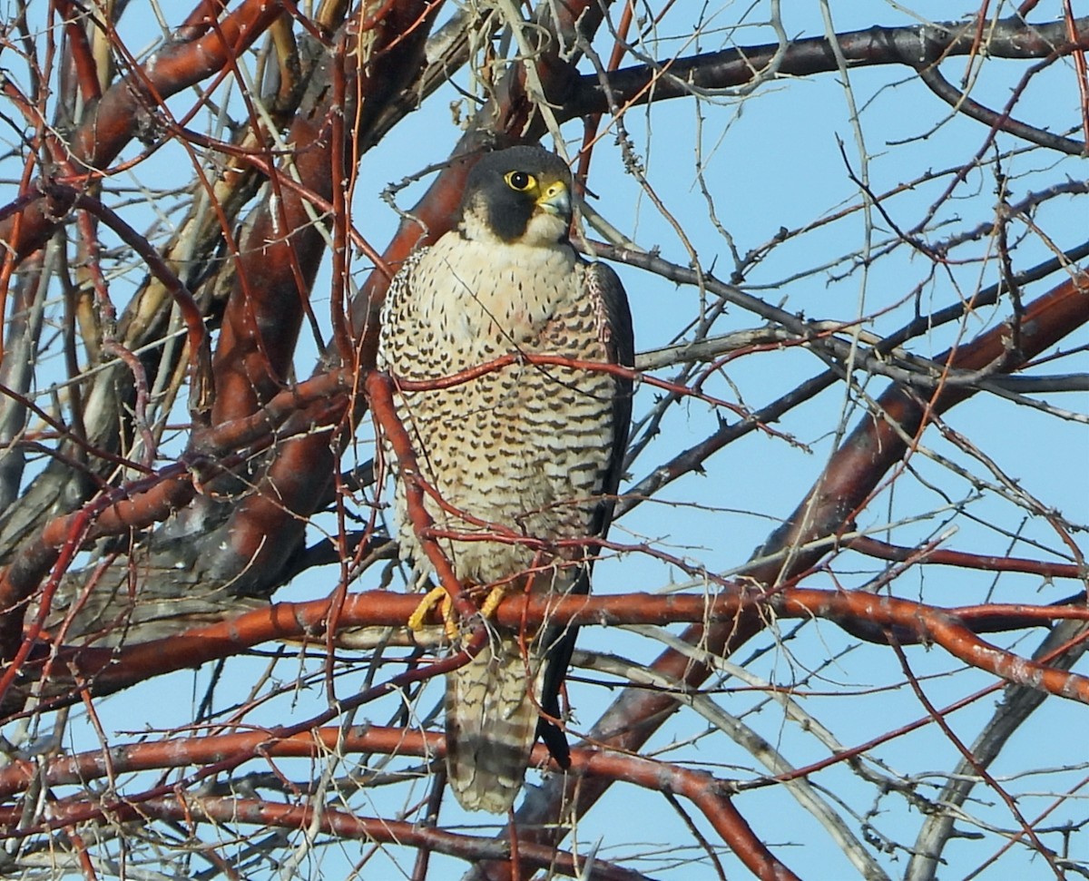 Peregrine Falcon - ML432001831