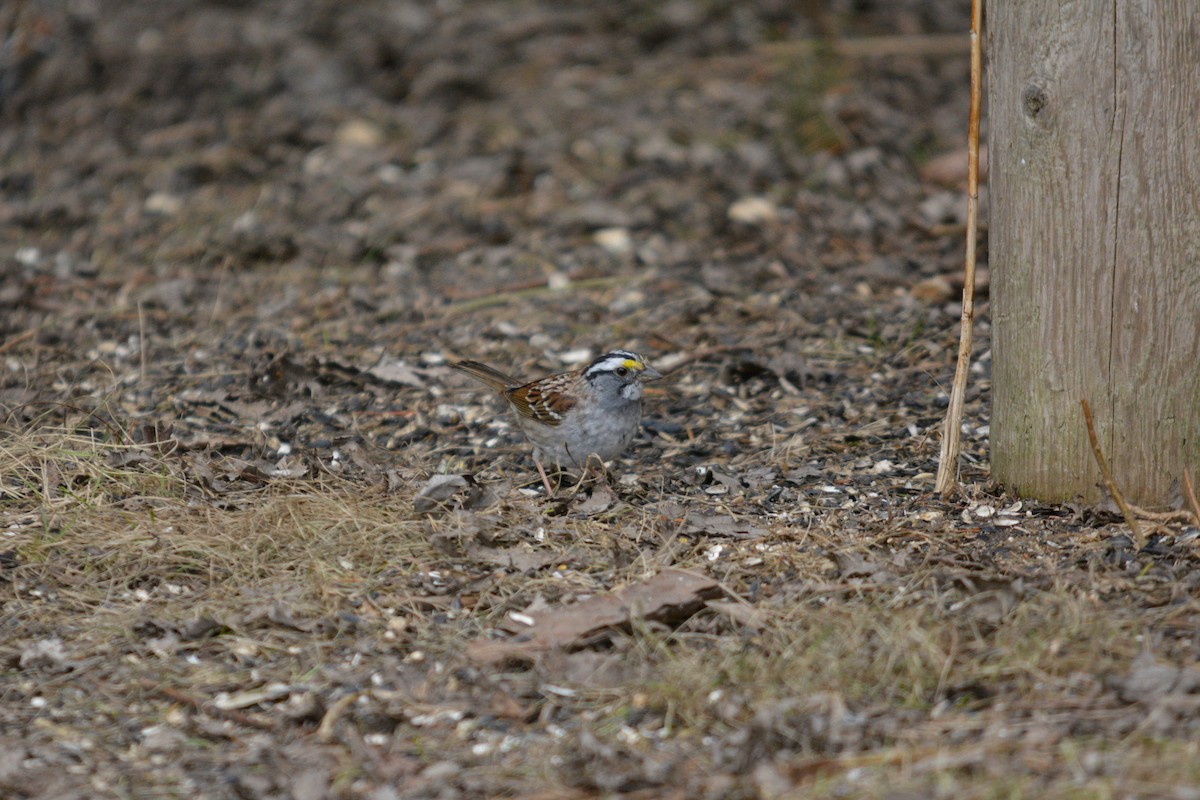 White-throated Sparrow - ML432003081
