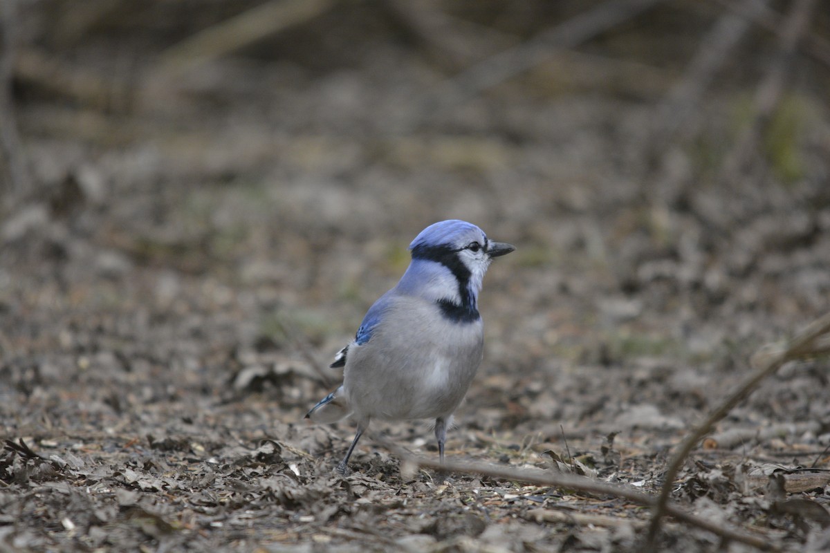 Blue Jay - Kevin Adeli