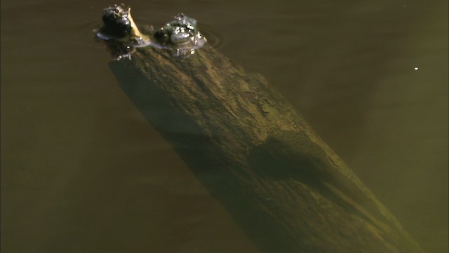 American Bullfrog - ML432005