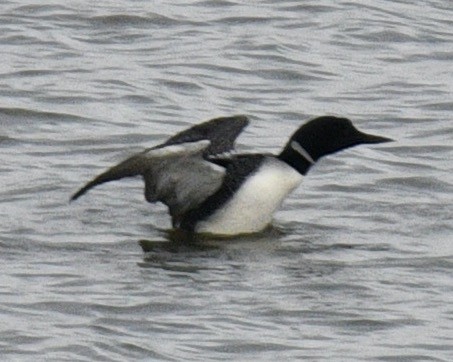 Common Loon - ML432006291