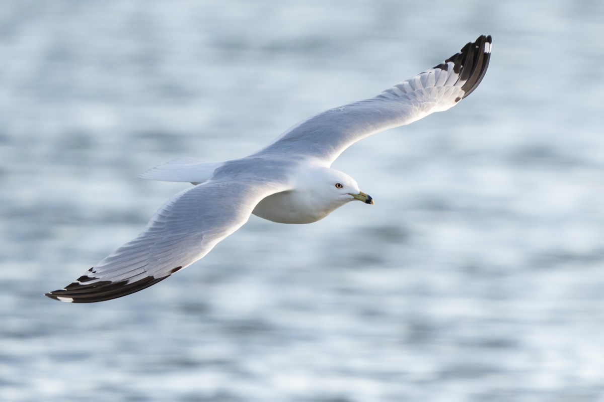 Ring-billed Gull - ML432007161