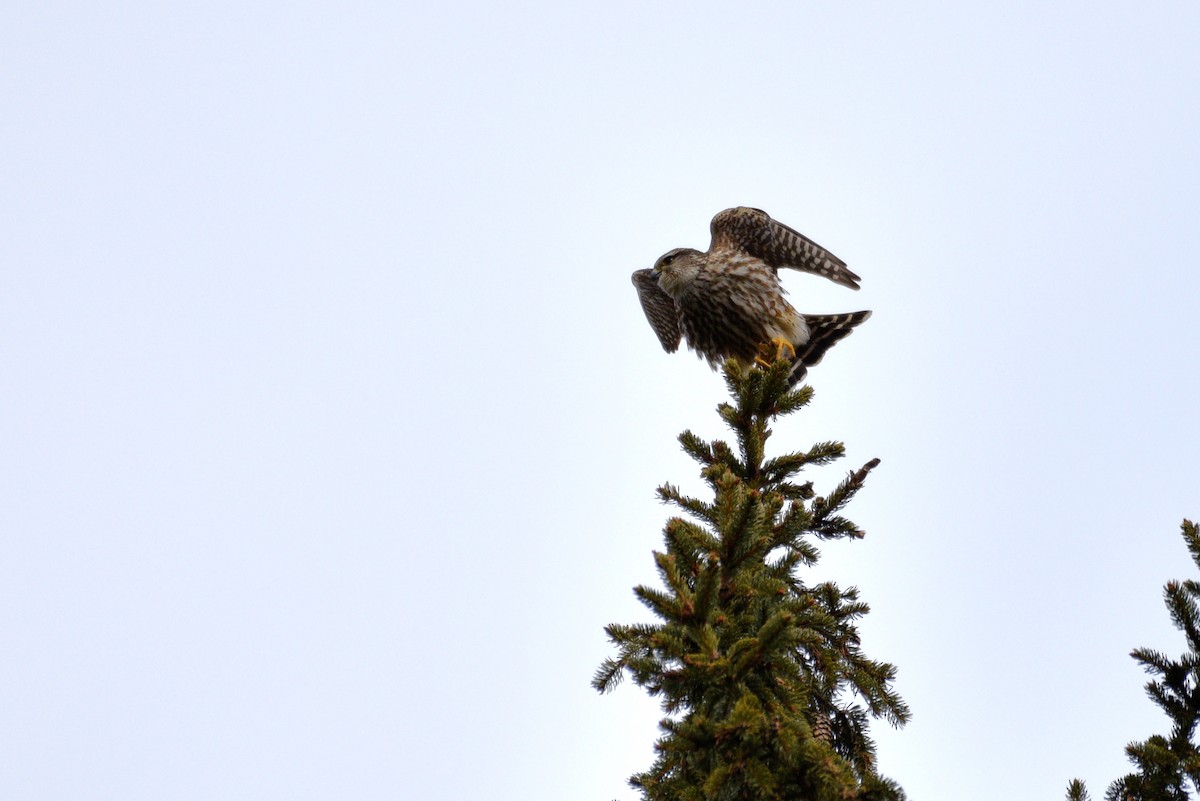 Merlin - ML432007361