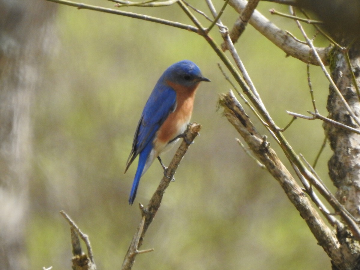 Eastern Bluebird (Eastern) - Bill Stanley