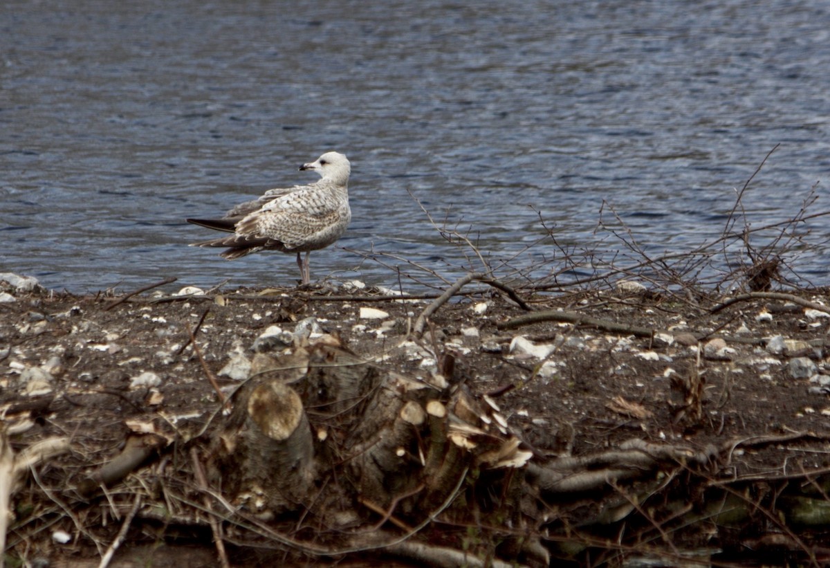 Herring Gull - ML432009731