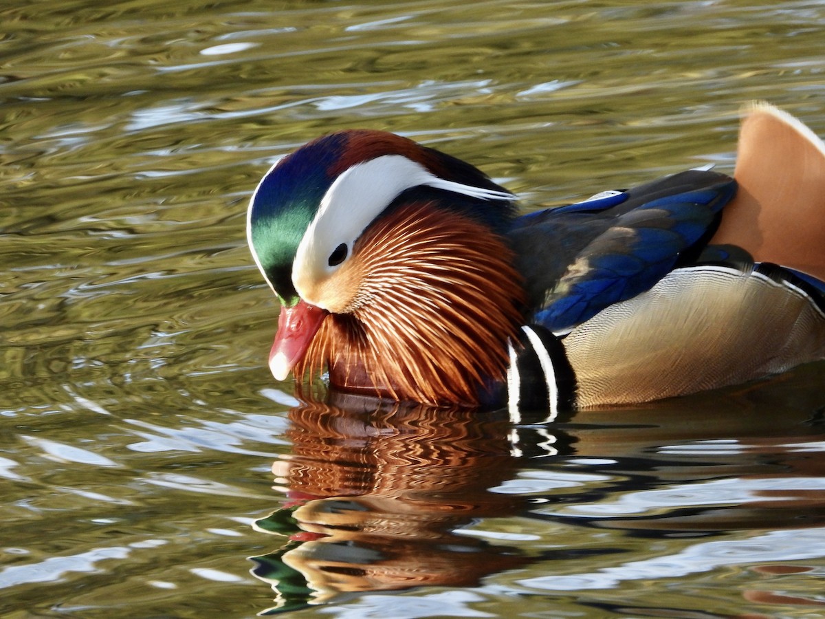 Mandarin-ahatea - ML432009931