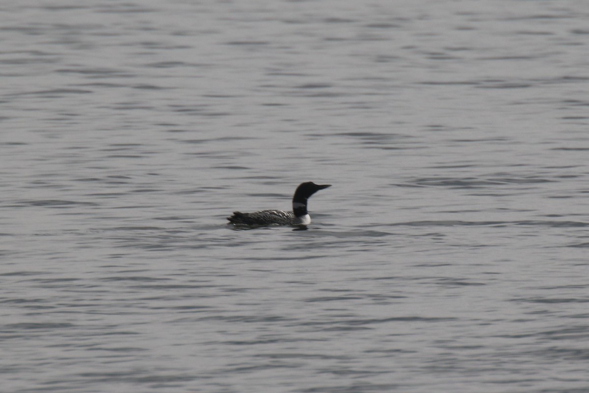 Common Loon - dave trumbell