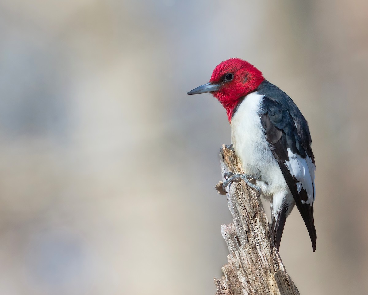 Red-headed Woodpecker - Brian Smith