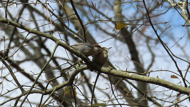 Brown-headed Nuthatch - ML432012091